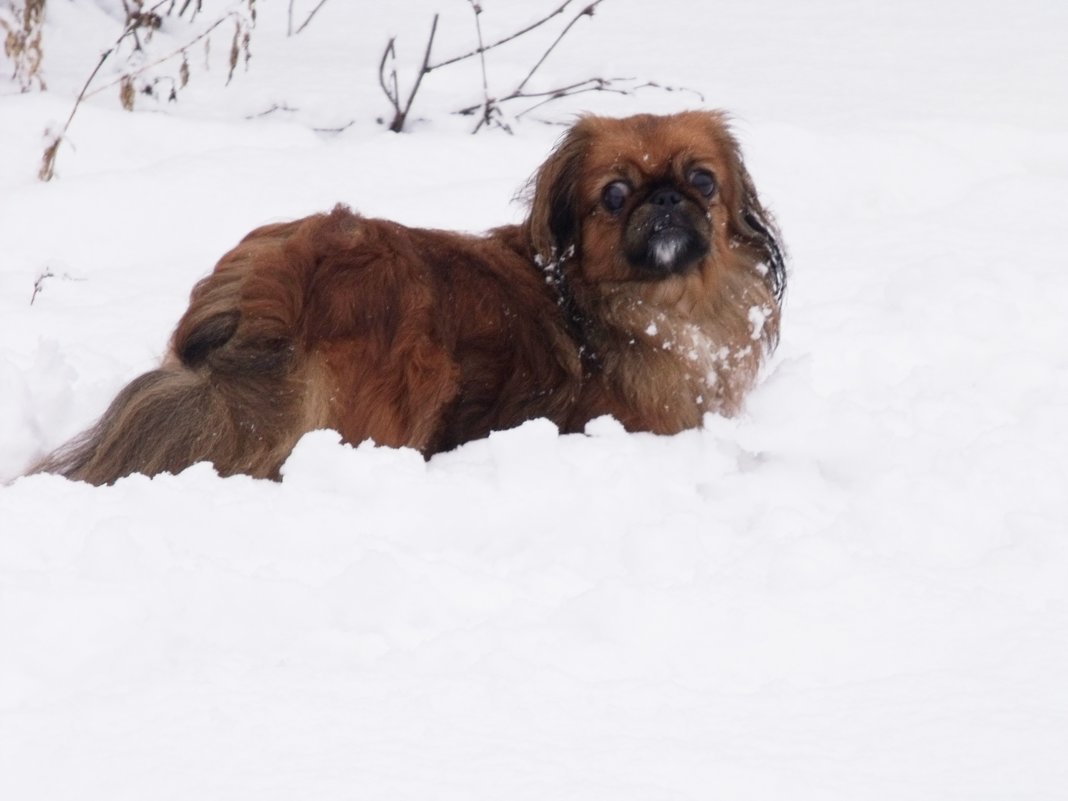 Собачка в снегу - Анатолий Бугаев