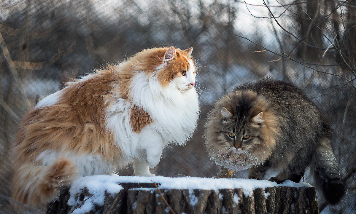 Зимние коты - Оксана Лада