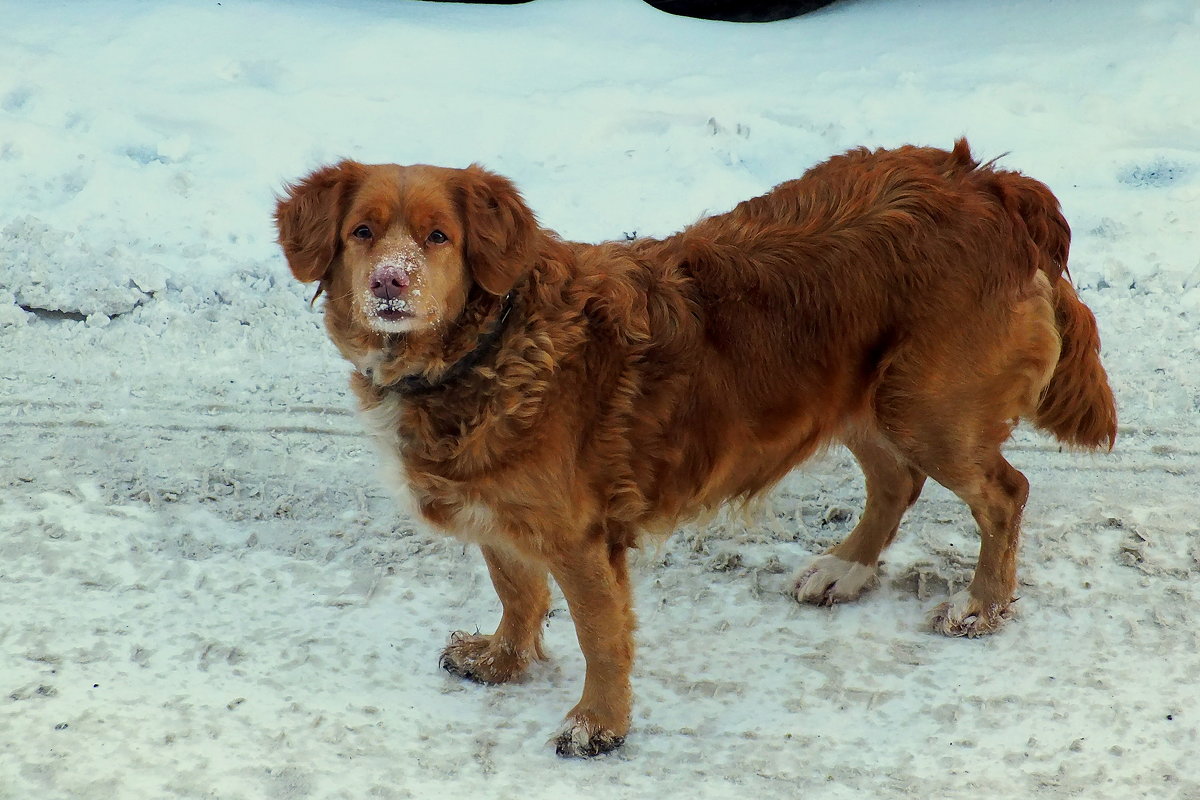 соседская собака что-то ищет в снегу - Александр Прокудин