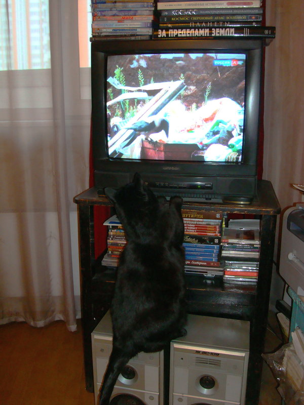 Кошка и ворона в телевизоре - Андрей Лукьянов