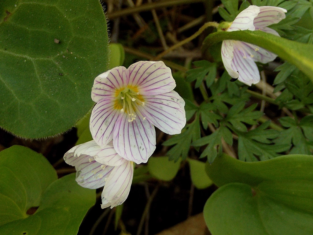 КИСЛИЦА ОБЫКНОВЕННАЯ (Oxalis acetosella L.) - Людмила Василькова