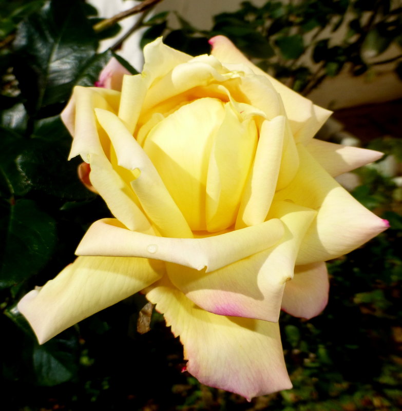 Роза жёлтая январская - Марк 