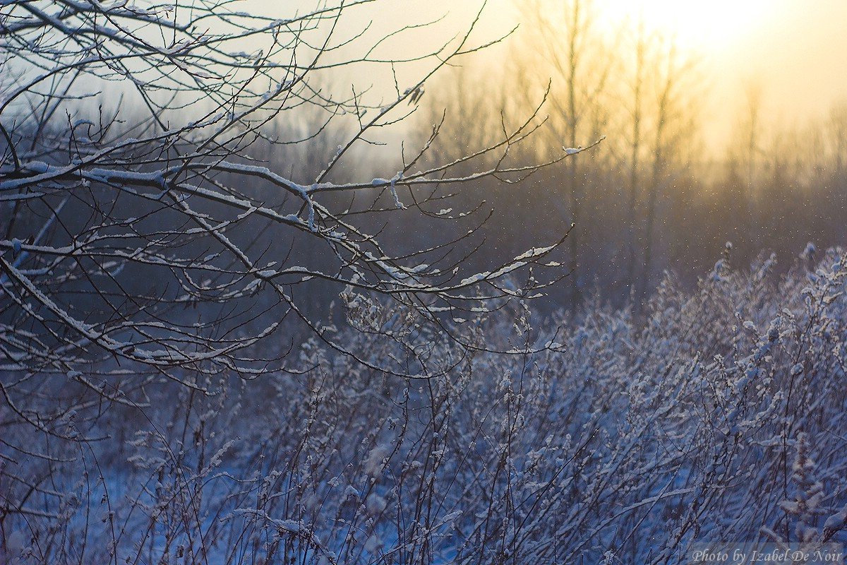 Зимний лес на закате - Izabel 