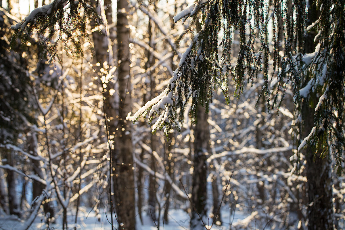 Рождественский лес - Эльмира Суворова