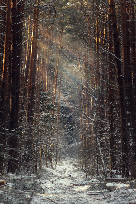 Сказочный лес - Евгений Шевелев