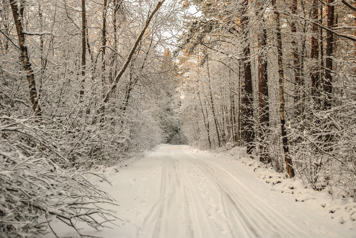 Дорога в зимнем лесу - Михаил Вандич