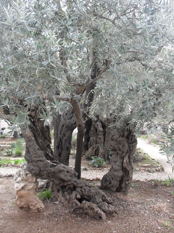 Гефсиманский сад. г.Иерусалим - Надежда 
