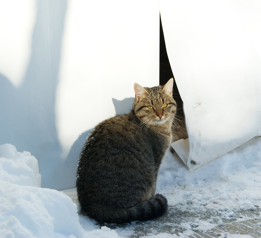 Мои зимние коты - Galina Belugina