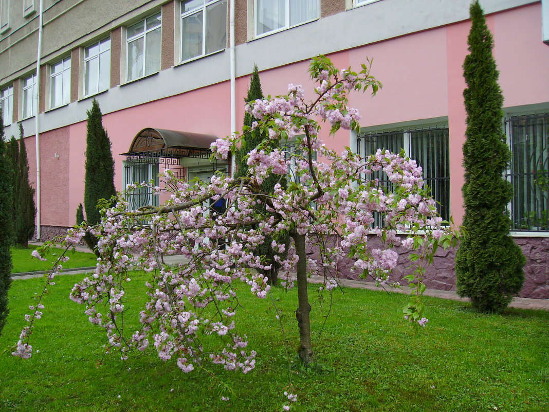Цветущее  дерево  в  Ивано - Франковске - Андрей  Васильевич Коляскин