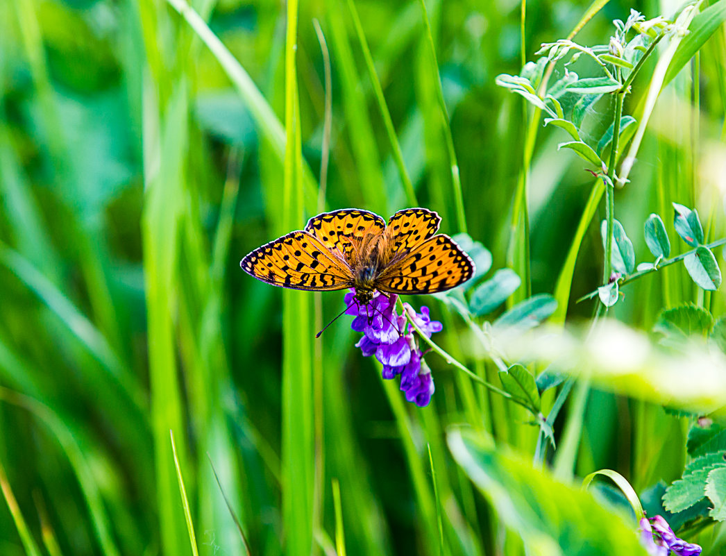 Бабочка на цветке - Анатолий Иргл