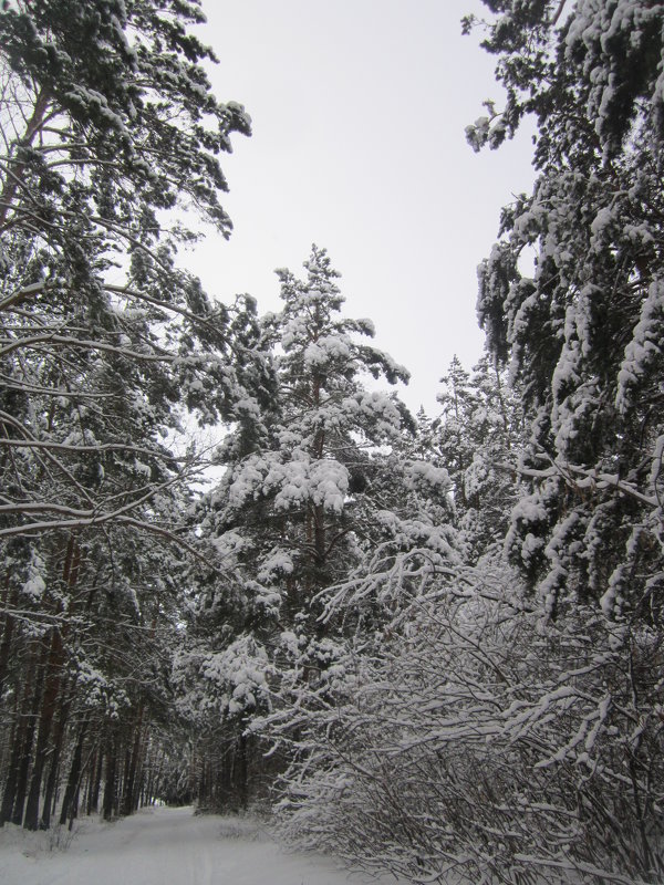 В лесу после снегопада. - Мила Бовкун