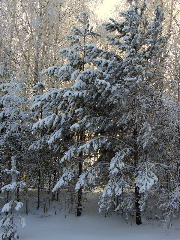 Спит под снегом зимний лес. - nadyasilyuk Вознюк