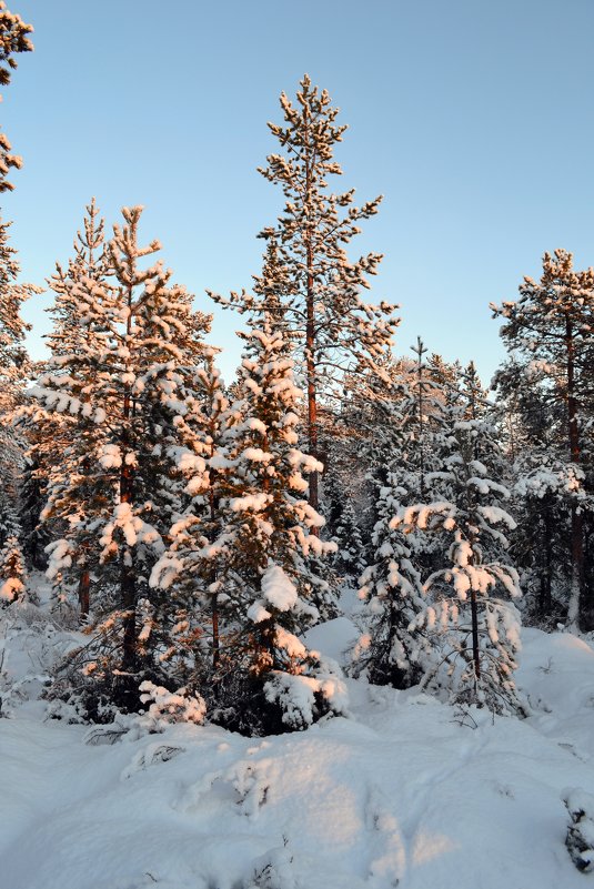 Зима в лесу - Ольга 