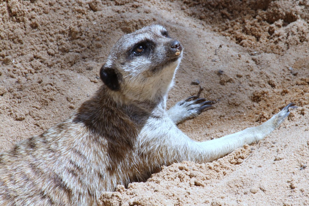 Сурика́т, или сурика́та (лат. Suricata suricatta) - Антонина 