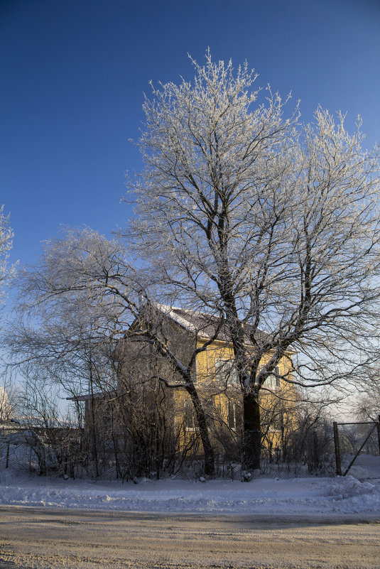 Зимнее дерево - Aнна Зарубина