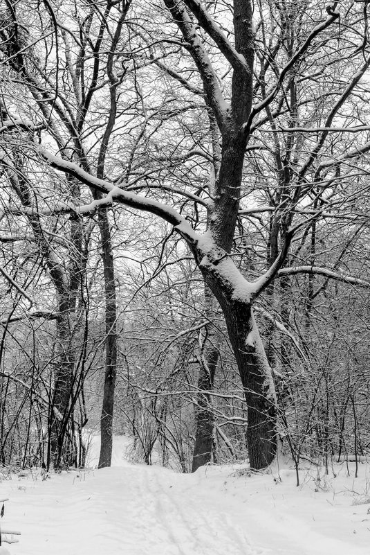 В лесу зимой - Юрий Стародубцев