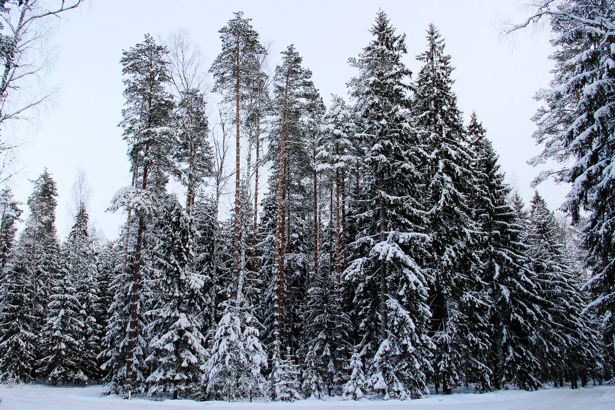 лес зимой - Нина 