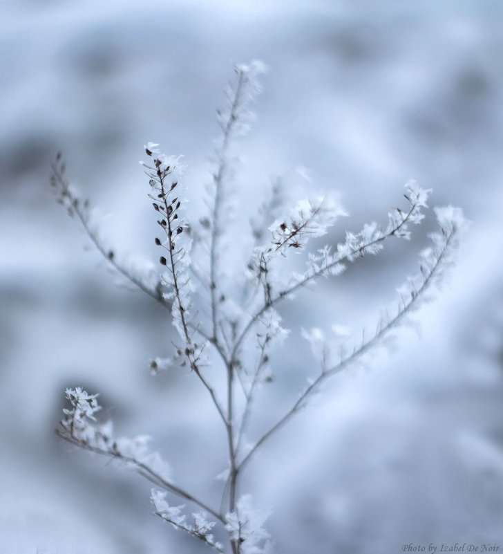Растение зимой - Izabel 