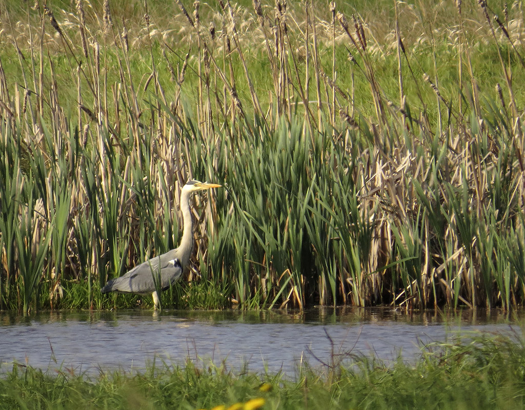 Серая цапля (Ardea cinerea) - Людмила Василькова