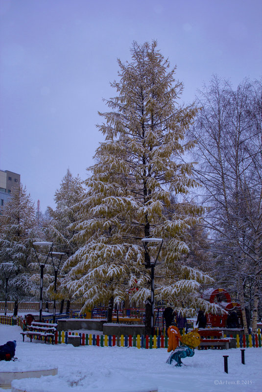 Лиственница в снегу.2015. - Артём Бояринцев