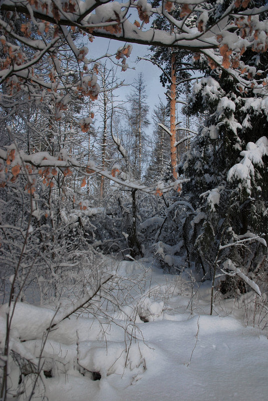 Под белым покрывалом января - sergej-smv 