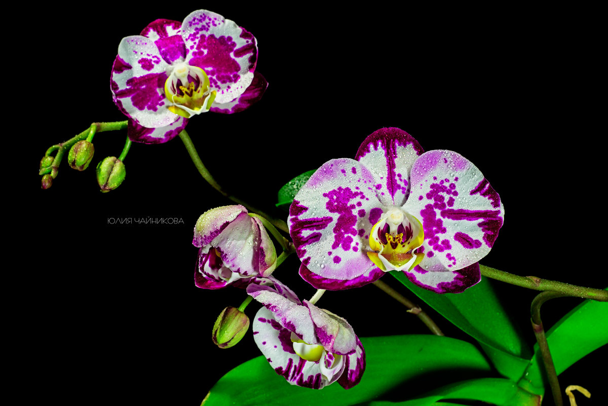 Орхидеи - Juli Chaynikova
