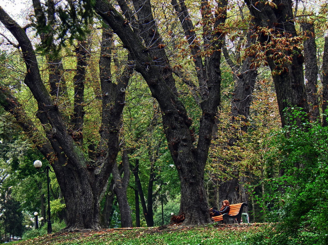 Осень в Мариинском парке - Владимир Бровко