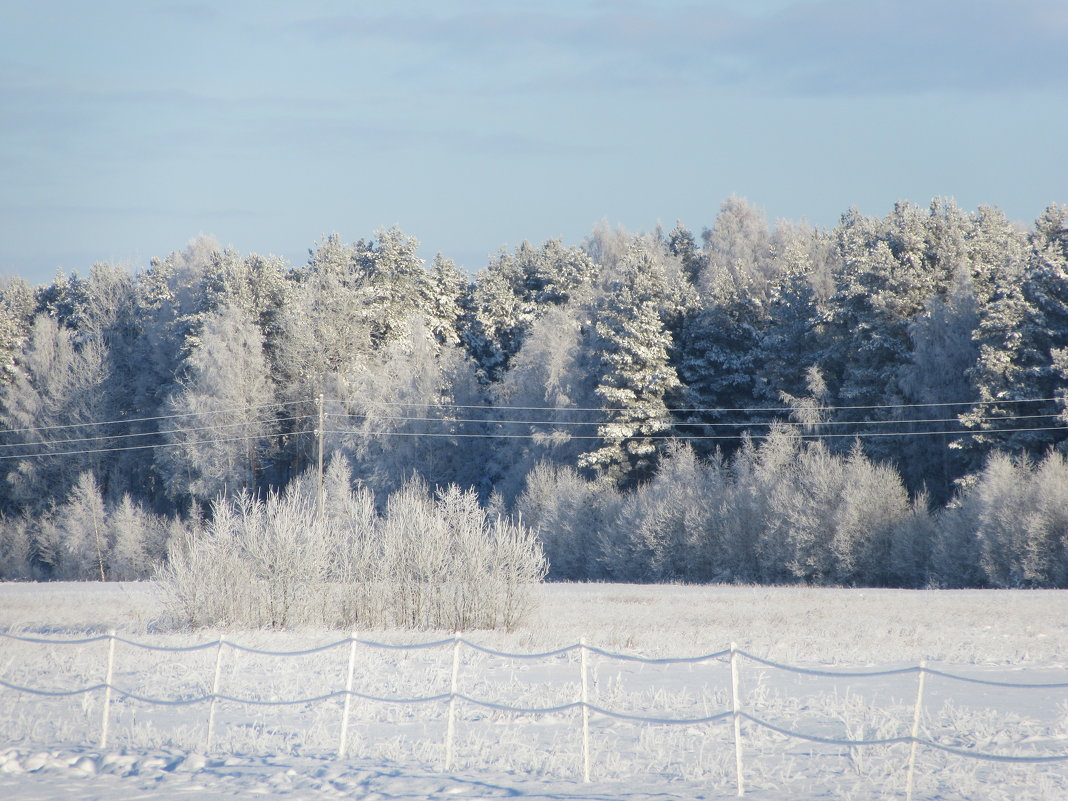 Зимний лес - Mariya laimite