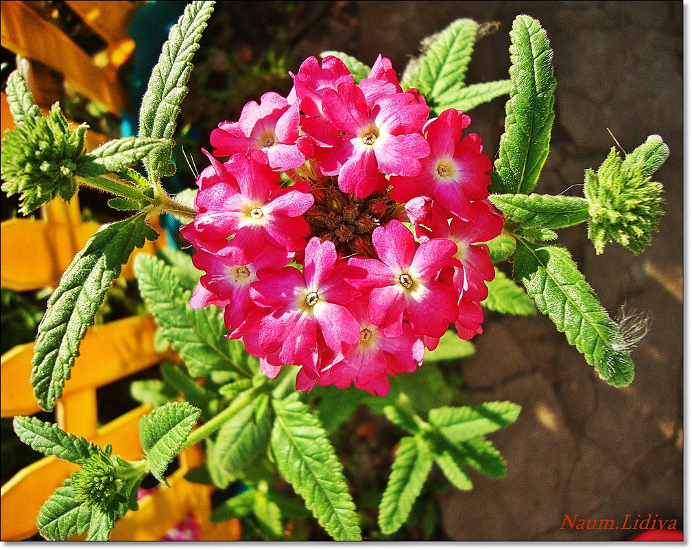 Совершенство цветка - Лидия (naum.lidiya)