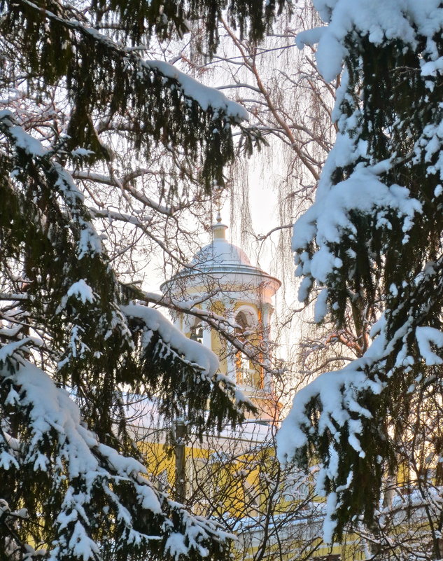 в еловых лапах - Елена 