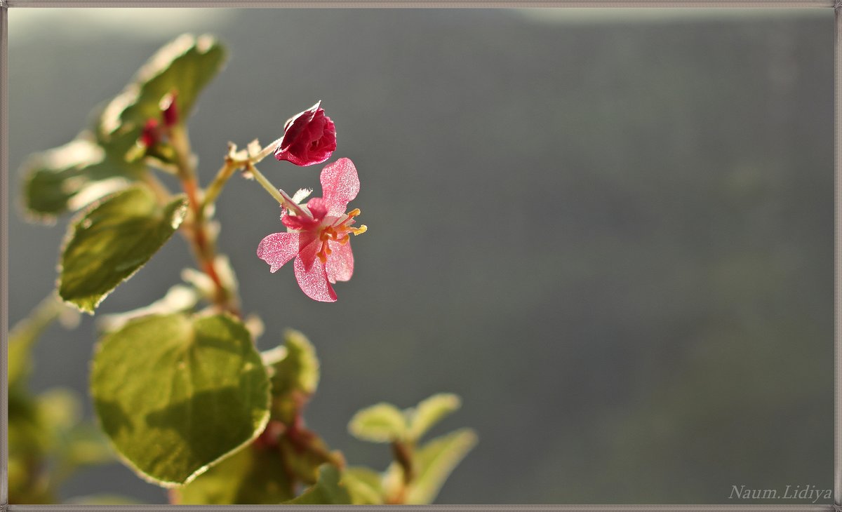 Начало цветения - Лидия (naum.lidiya)