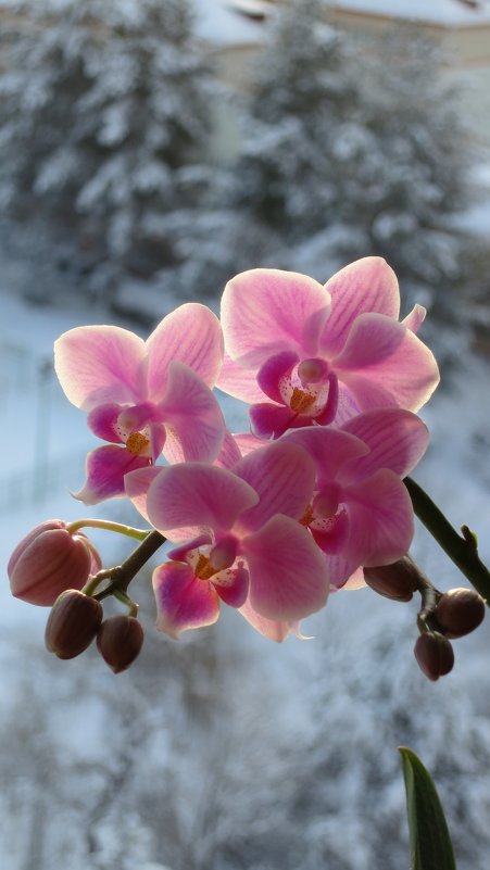 Орхидея ,освещенная солнцем - valeriy khlopunov
