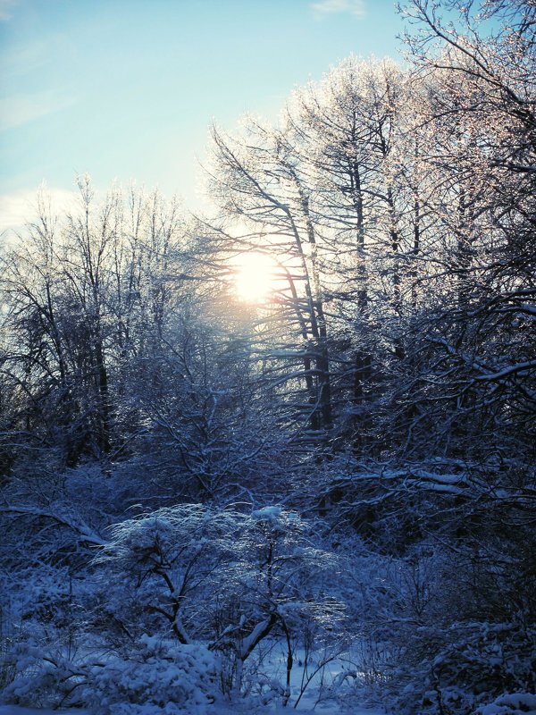 Зимний лес* - Мари ^_^ !