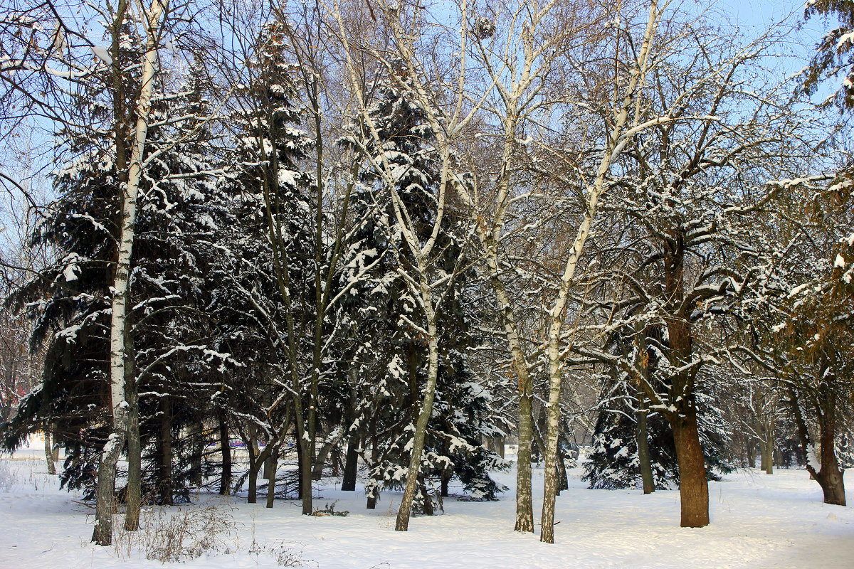 Деревья в зимнем серебре. - Валентина ツ ღ✿ღ