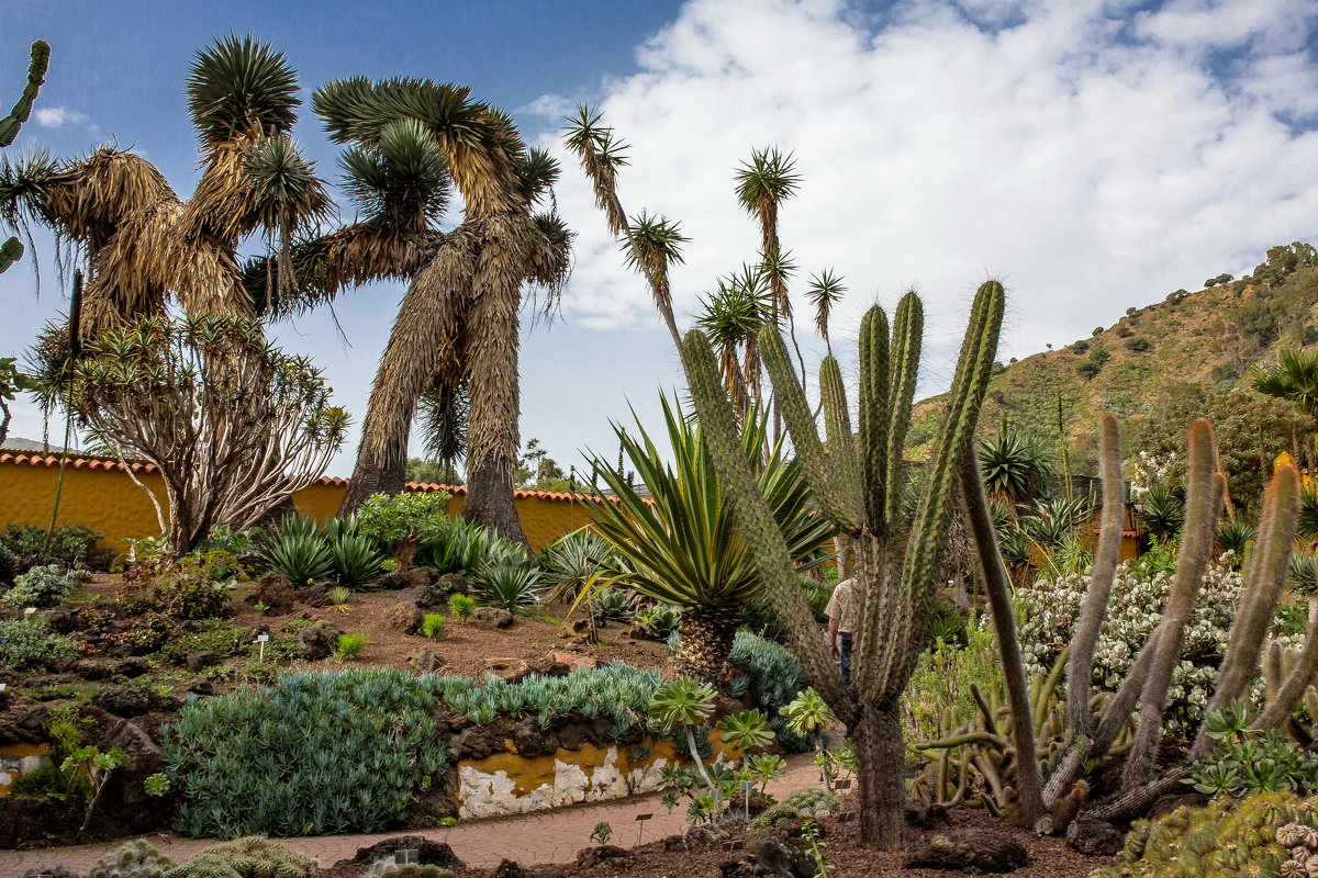 Spain 2015 Canary Gran Canaria Botanic g.1 - Arturs Ancans