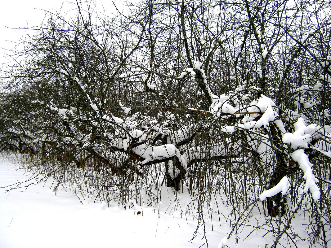 Яблоневый сад зимой. - Борис Митрохин