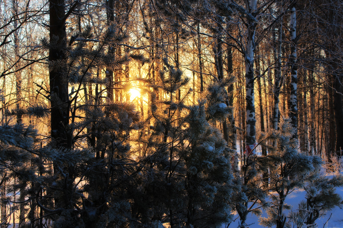 Солнце согревает зимний лес - Евгений Карелин