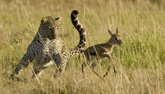 ЗАПОВЕДНИК МАСАИ МАРА (КЕНИЯ) - Volmar Safaris 