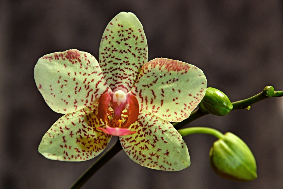 Орхидея - yav 110455