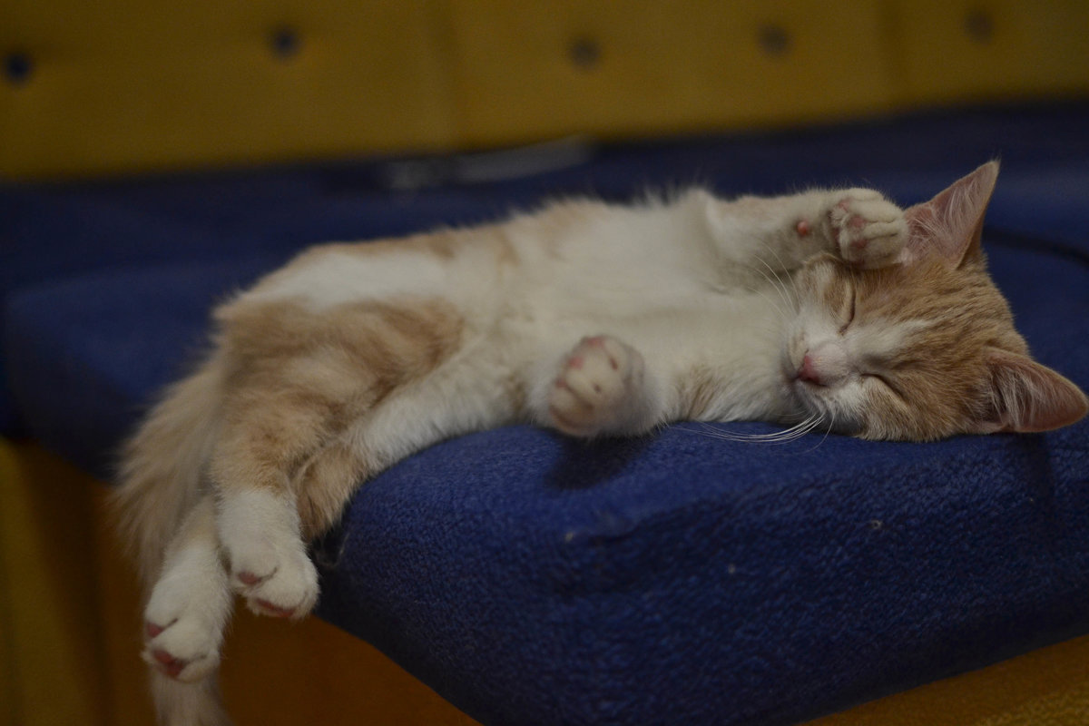 Портрет спящего котенка - cfysx 