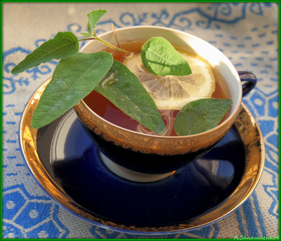 Пьем целебные чаи: напиток с эвкалиптом лимонным - Андрей Заломленков