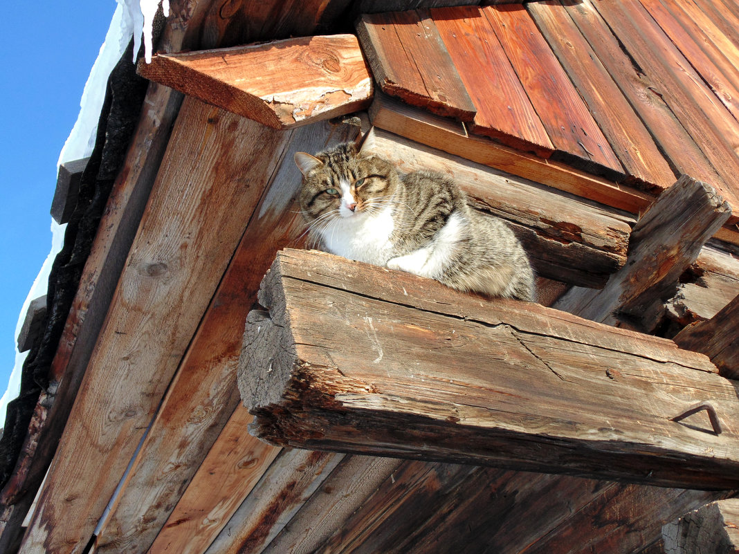 Сибирский кот загорает на январском солнышке - Иван 