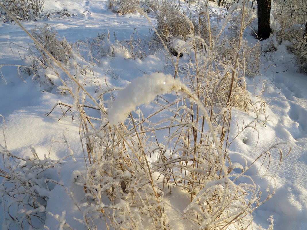 Трава на снегу - Вера Щукина