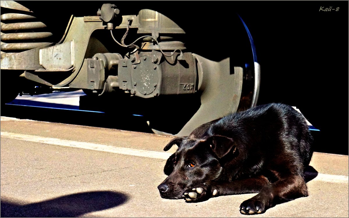 Железнодорожный пёс - Кай-8 (Ярослав) Забелин