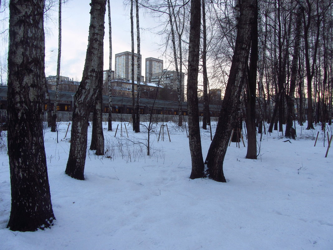 Первый день февраля в Измайловском парке - Андрей Лукьянов