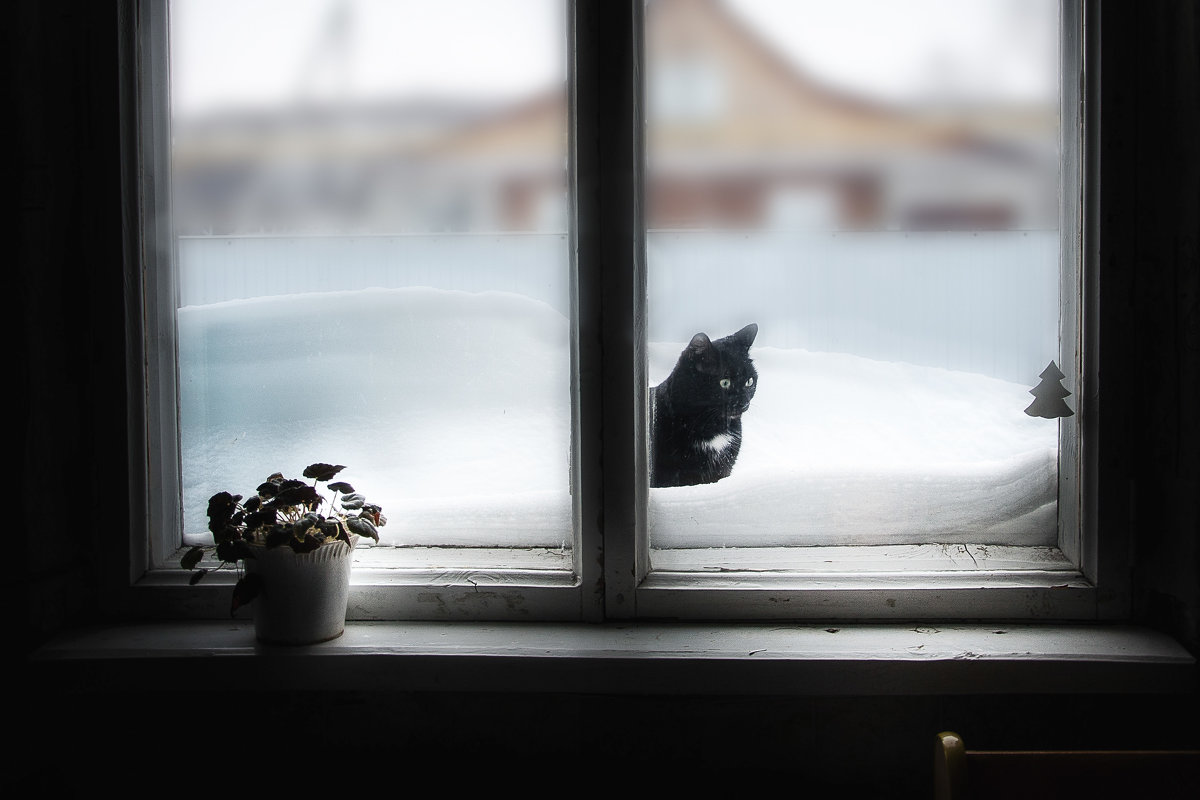 Кошка за окошком - Константин Филякин