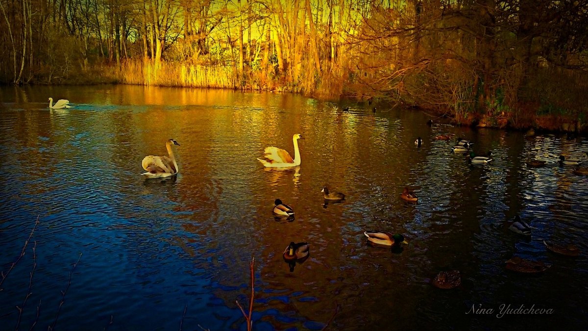 Hamburg.  Aussenmühlenteich - Nina Yudicheva