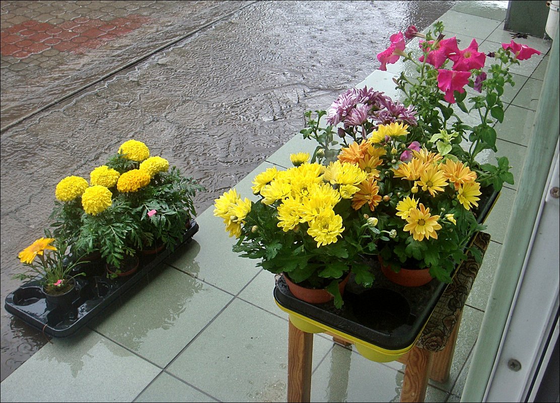 Цветы под дождём - Нина Корешкова