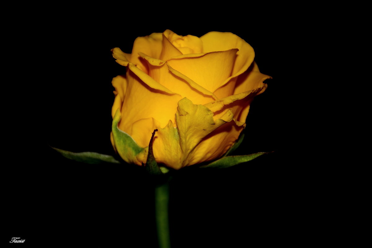 Жёлтая роза. - Sergey (Apg)