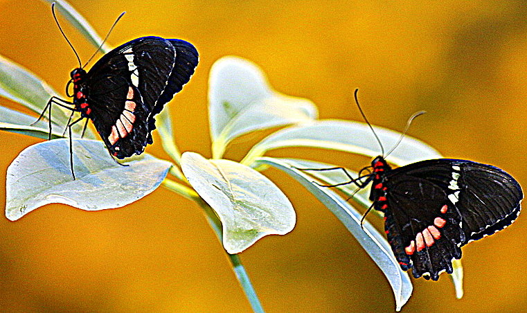 Бабочки. - оля san-alondra